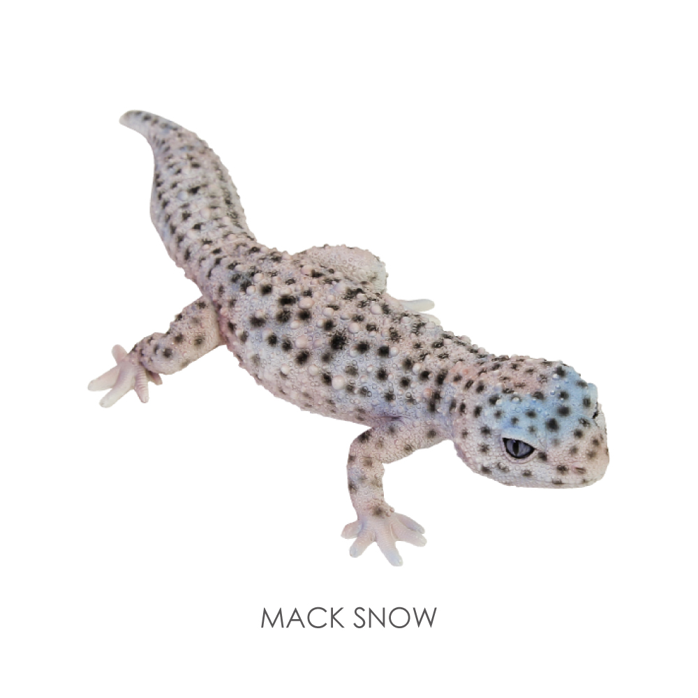 REPTILES MAG】 LEOPARD GECKO | magnet Inc.